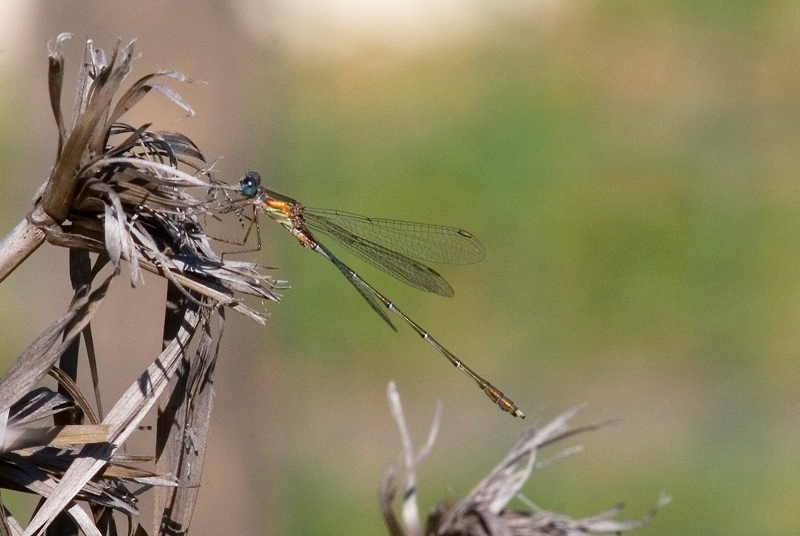 Chalcolestes viridis